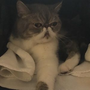 Meet your Posher, Amy